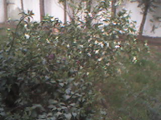 notre oranger en fleur!